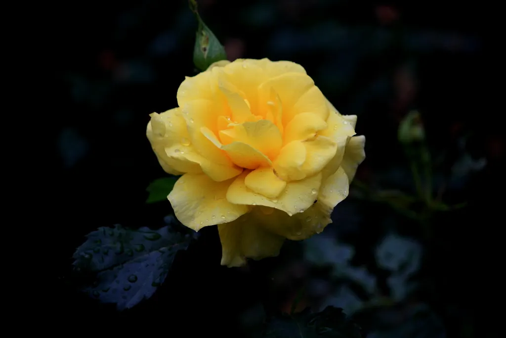 Sunsprite Rose (Rosa 'Sunsprite') — 'Sunsprite' is a prolific bloomer