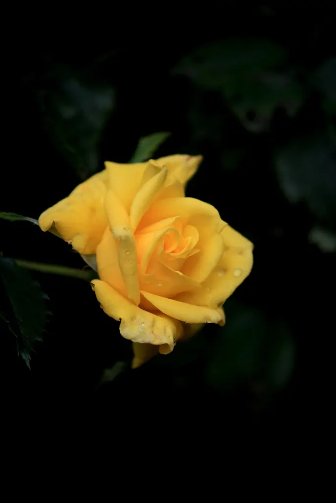 Sunsprite Rose (Rosa 'Sunsprite') — yellow flowers in the garden