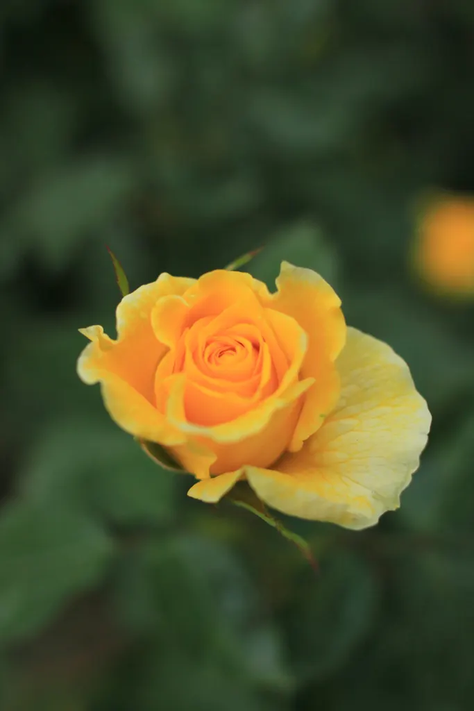 Sunsprite Rose (Rosa 'Sunsprite') — It prefers well-drained loamy soil with a pH range between 6.0 and 6.5; displaying a classic rose form with petals that