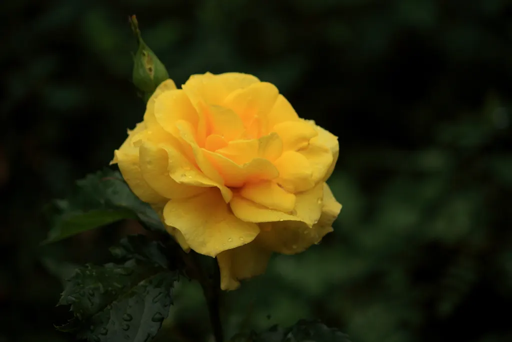 Sunsprite Rose (Rosa 'Sunsprite') — The Rosa 'Sunsprite' is a vibrant addition to any landscape, celebrated for its luminous, deep yellow blooms; displaying a