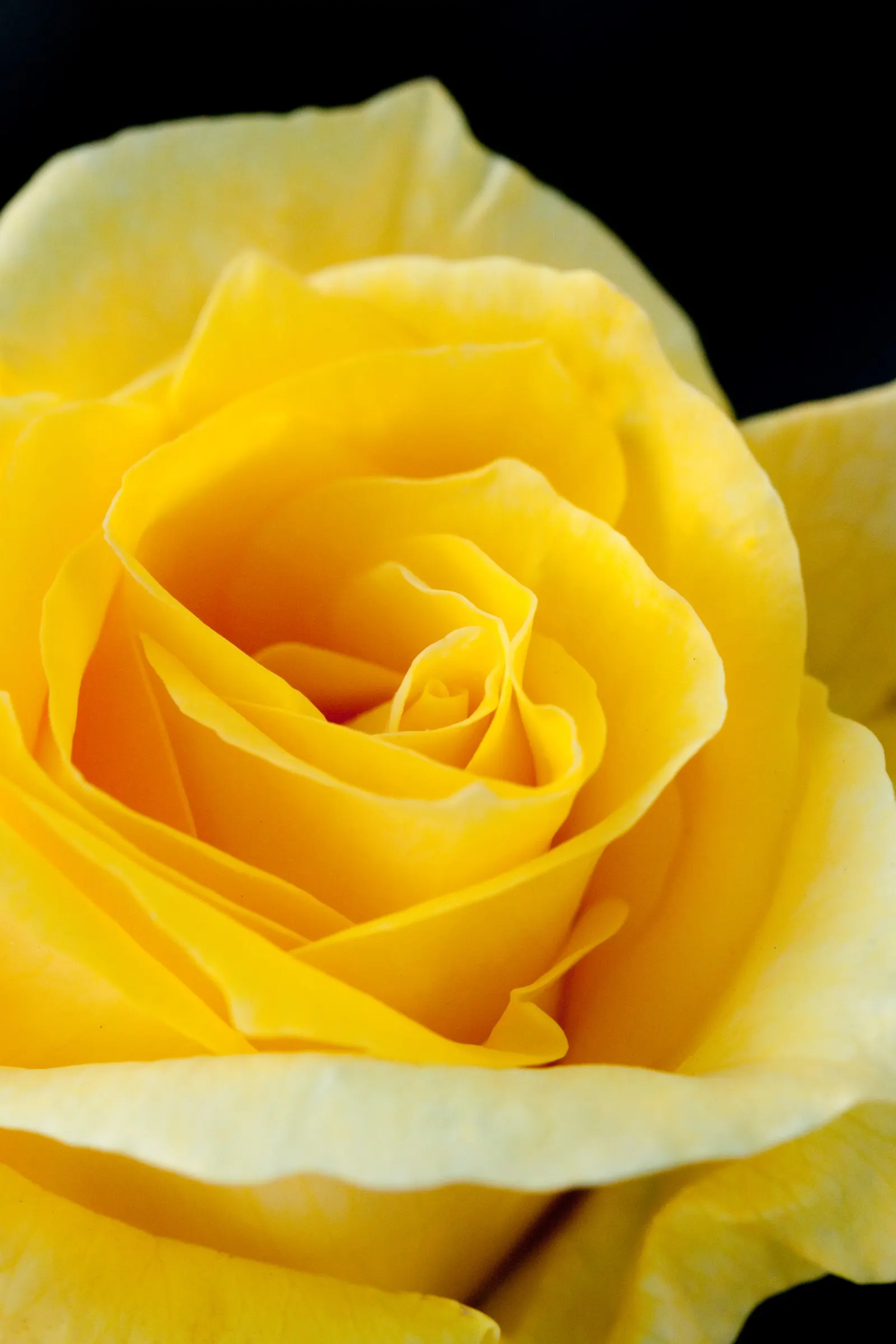 Sunsprite Rose (Rosa 'Sunsprite') — The Rosa 'Sunsprite' is a vibrant addition to any landscape, celebrated for its luminous, deep yellow blooms, image 62