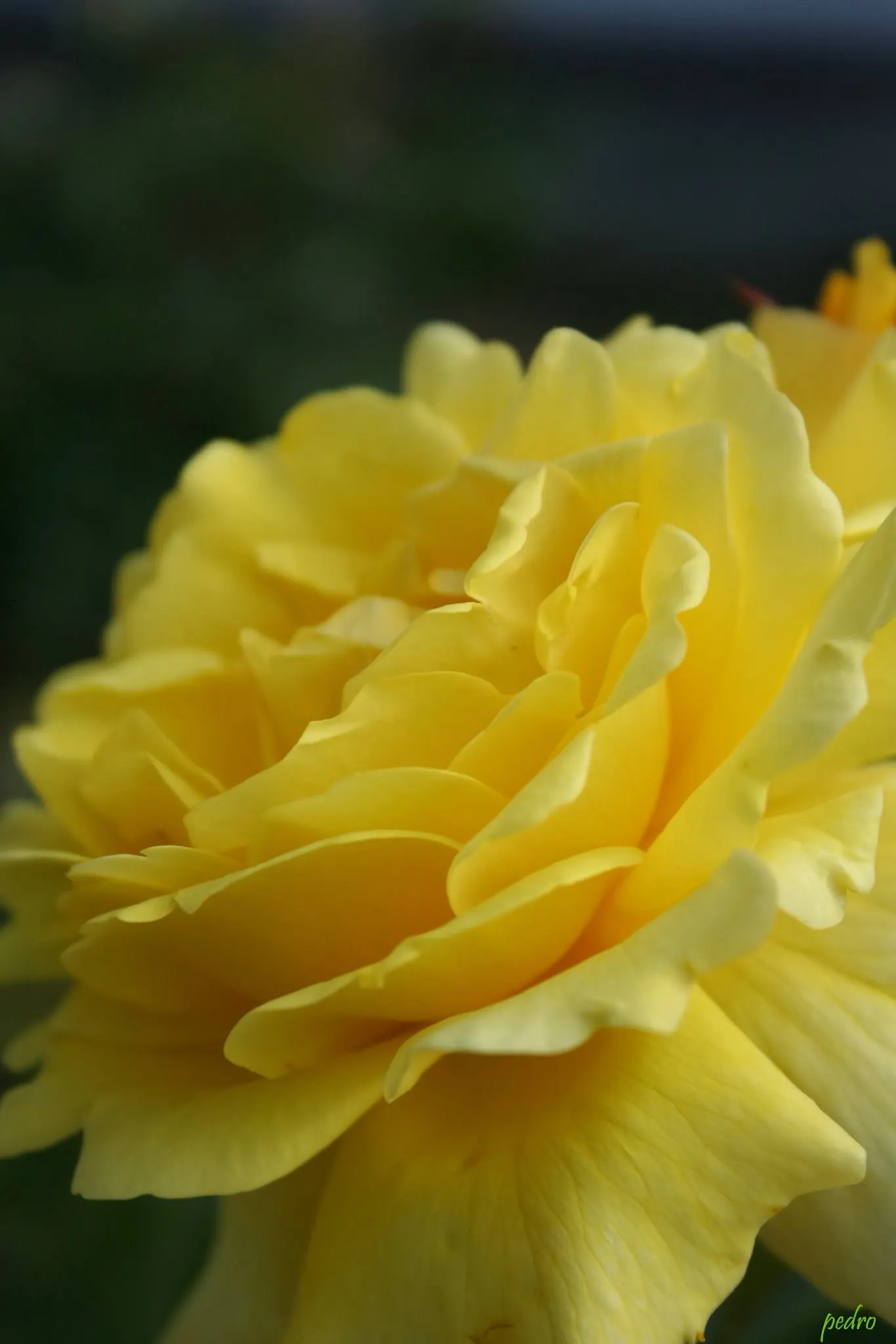 Sunsprite Rose (Rosa 'Sunsprite') — displaying a classic rose form with petals that unfurl elegantly to reveal a pleasant