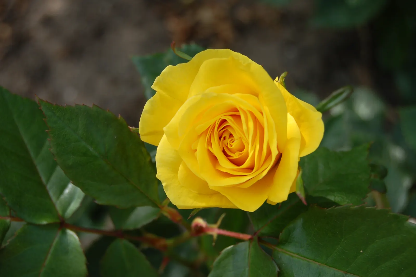 Sunsprite Rose (Rosa 'Sunsprite') — It prefers well-drained loamy soil with a pH range between 6.0 and 6.5