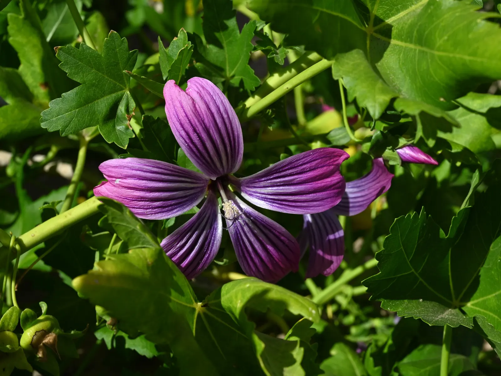 Island Tree Mallow (Lavatera Assurgentiflora) — exhibiting a striking deep pink hue with a darker center