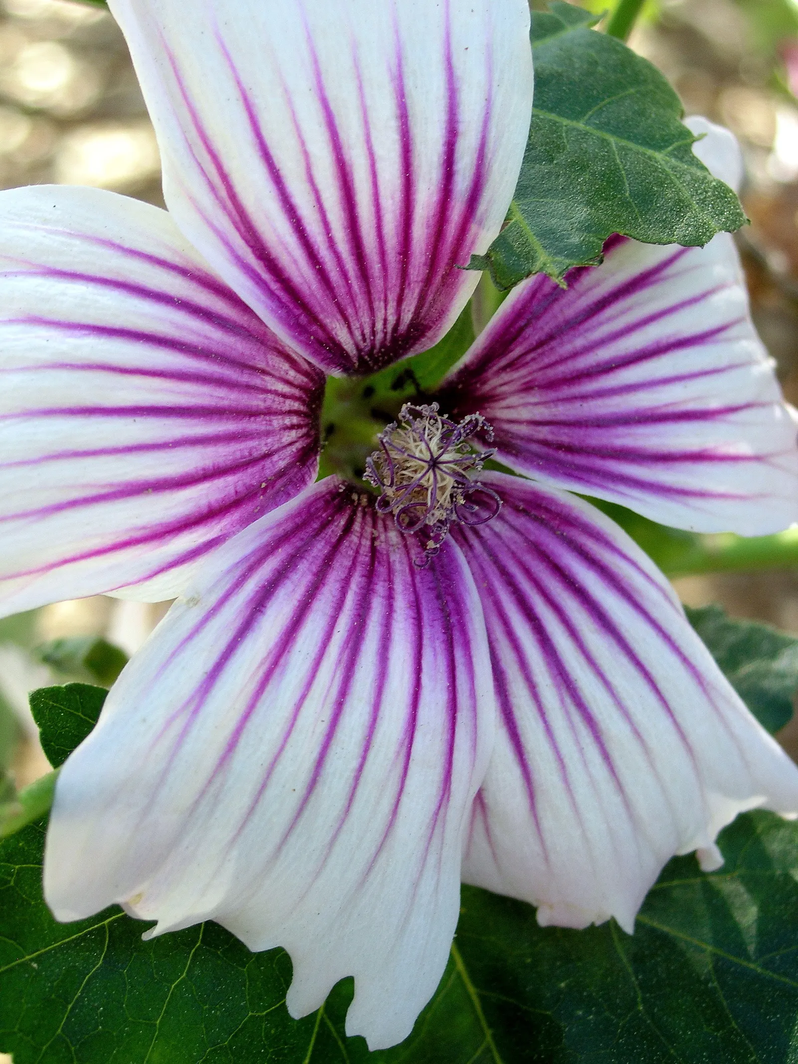 Island Tree Mallow (Lavatera Assurgentiflora) — are a deep green and lend a tropical feel to the setting.<br><br>Spring through summer