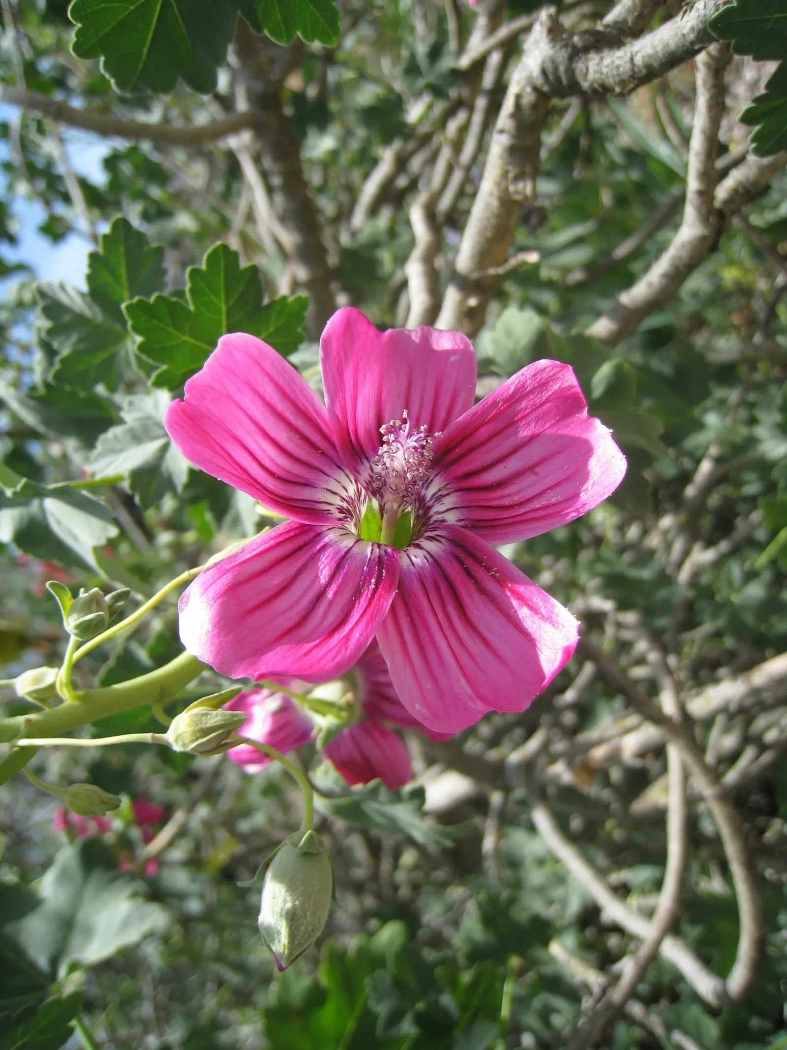 Island Tree Mallow (Lavatera Assurgentiflora) — This mallow species is highly praised for its lush foliage and vibrant floral display