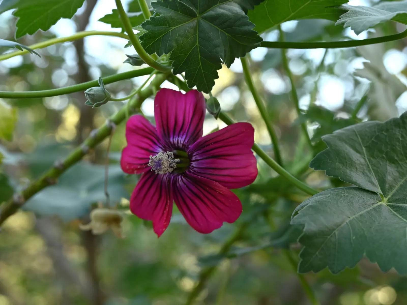Island Tree Mallow (Lavatera Assurgentiflora) — scientifically known as Lavatera assurgentiflora