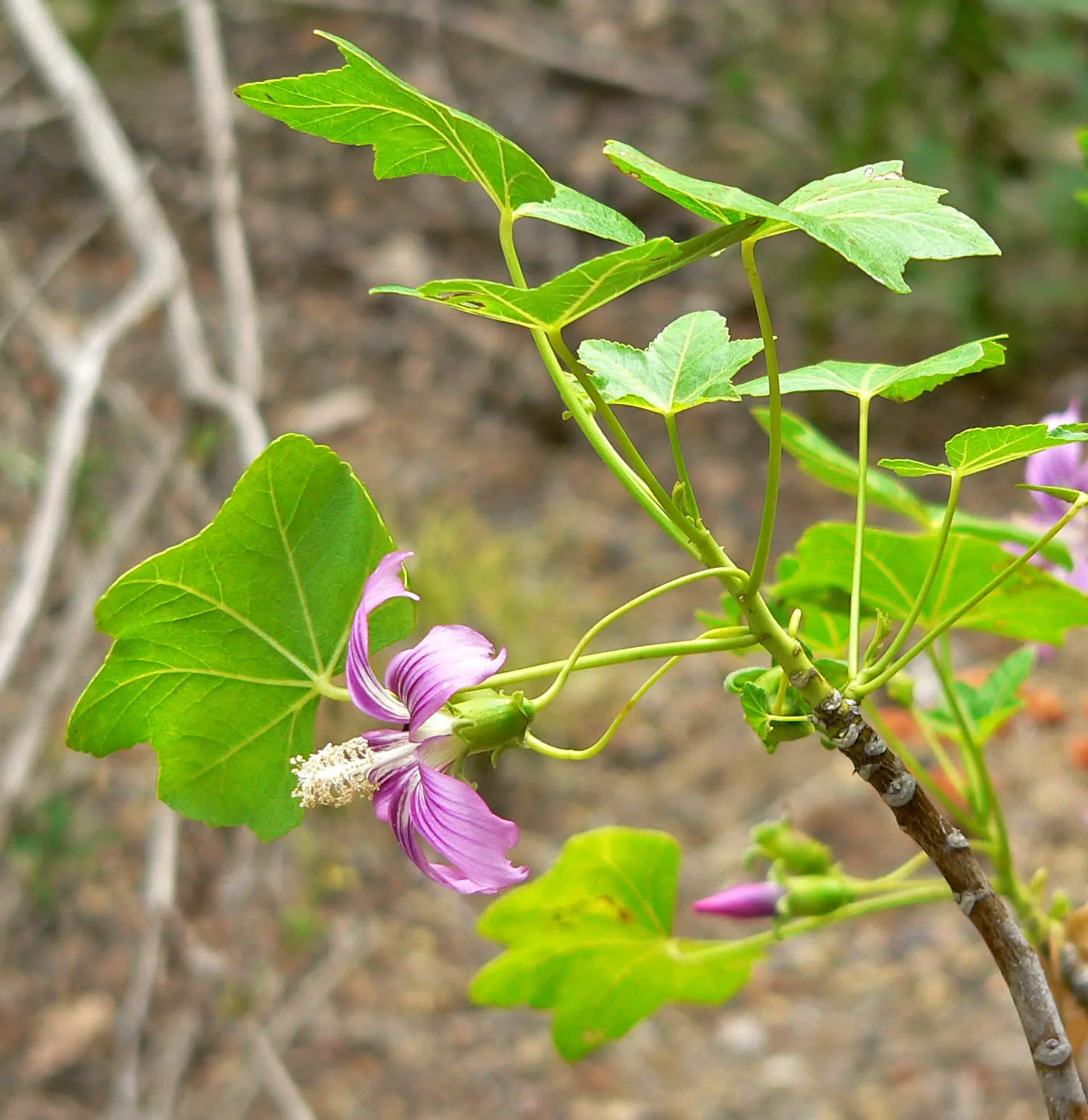 Island Tree Mallow (Lavatera Assurgentiflora) — Lavatera assurgentiflora thrives in well-draining soils and is tolerant of a range of soil types