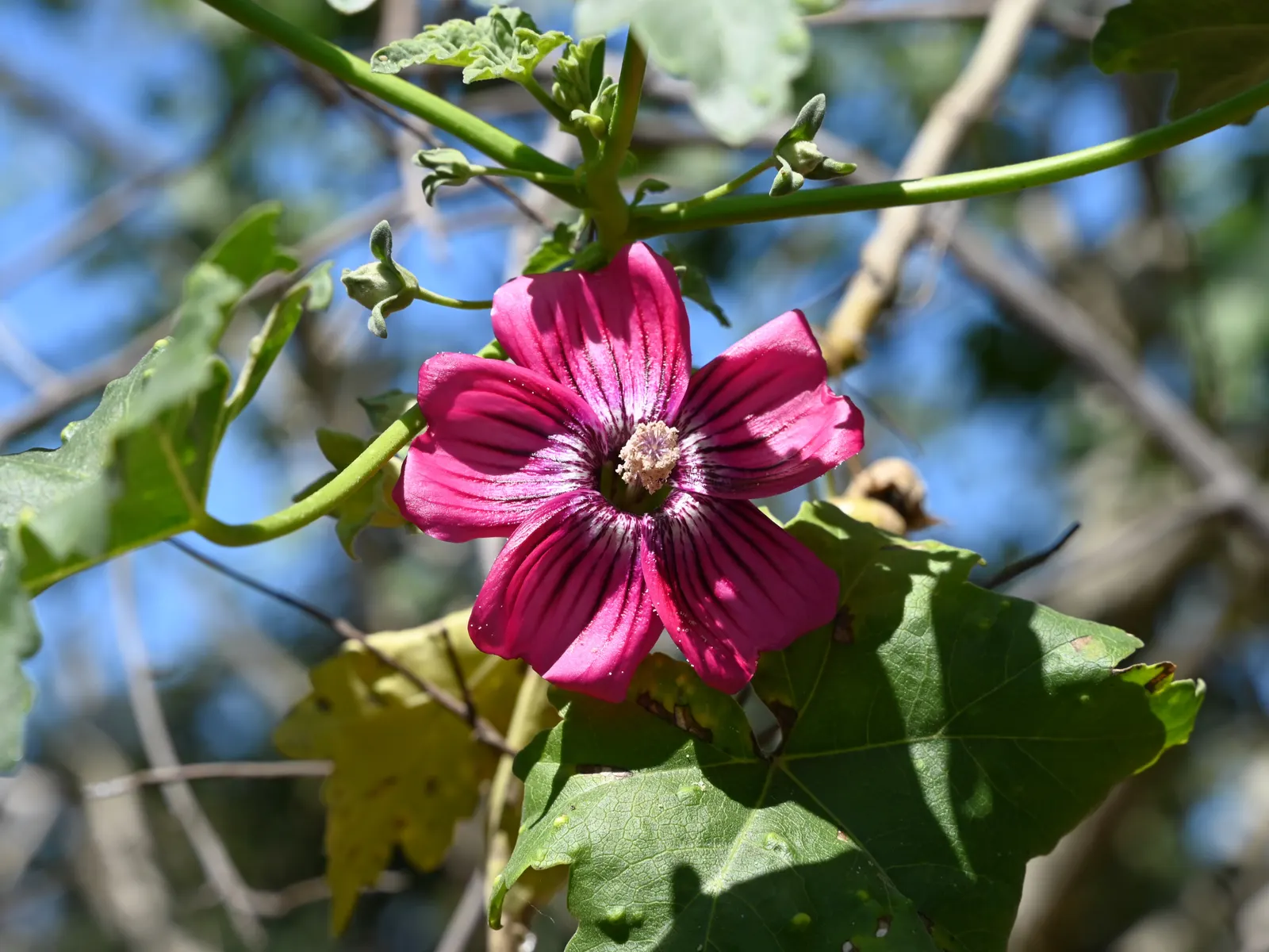 Island Tree Mallow (Lavatera Assurgentiflora) — native to California's Channel Islands; its distinctive heart-shaped leaves frame showy 2-3 inch wide