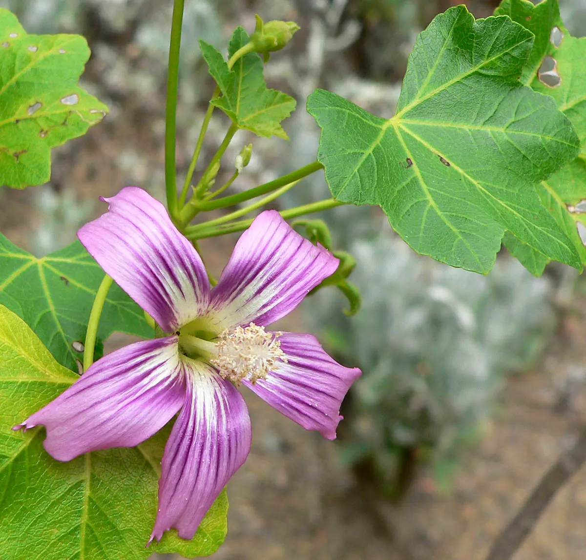 Island Tree Mallow (Lavatera Assurgentiflora) — Hardy in USDA zones 9 through 10
