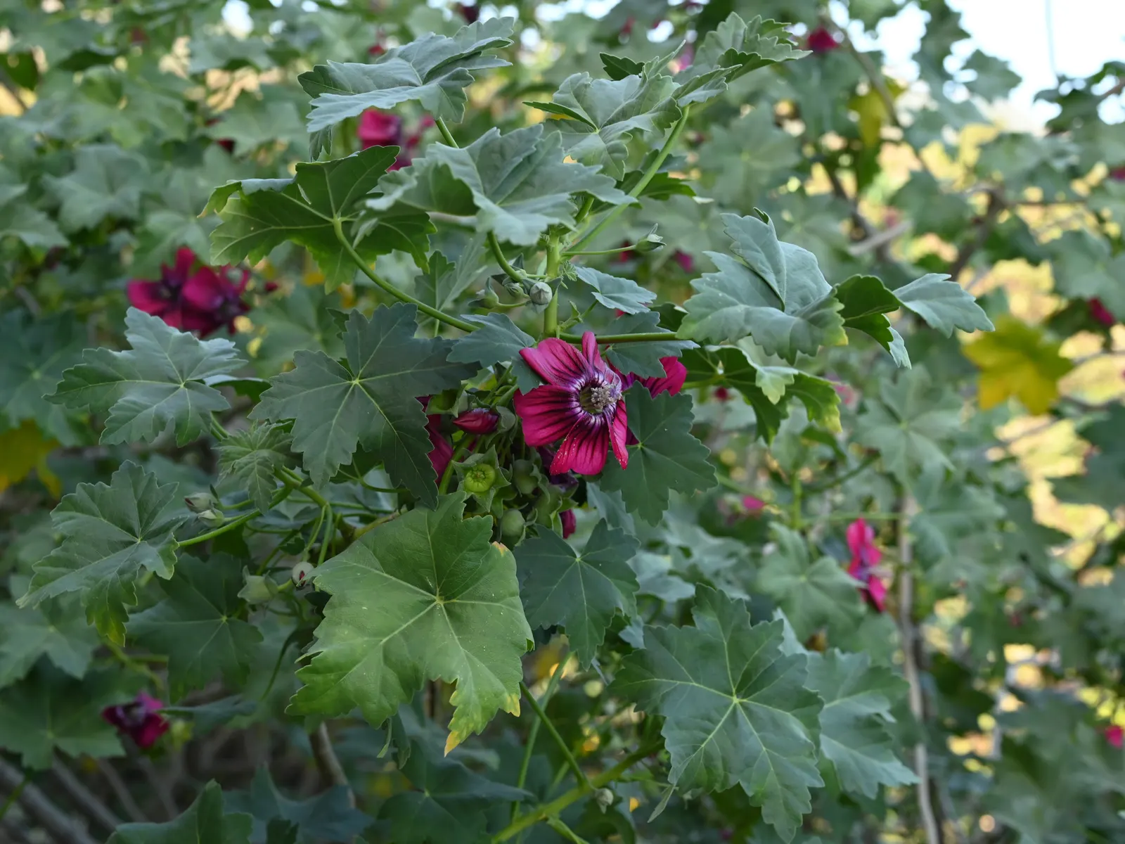 Island Tree Mallow (Lavatera Assurgentiflora) — Its distinctive heart-shaped leaves frame showy 2-3 inch wide