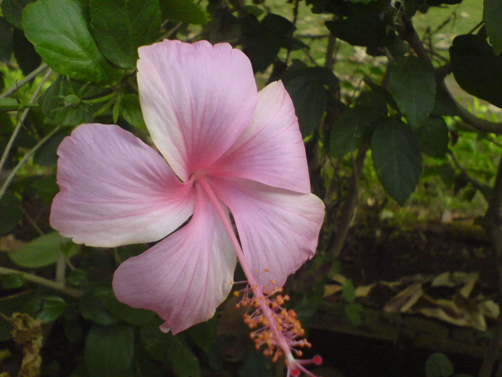 Island Tree Mallow (Lavatera Assurgentiflora) — shrub for full or half