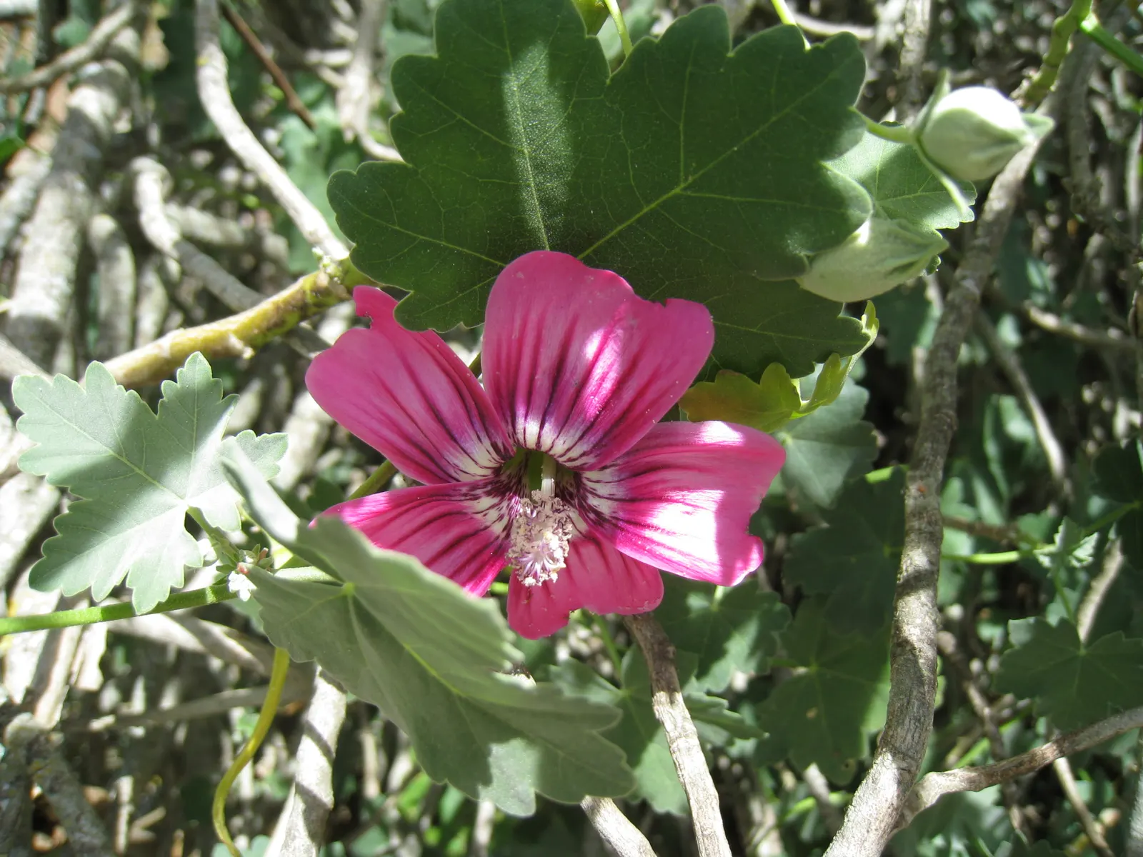 Island Tree Mallow (Lavatera Assurgentiflora) — rounded form that provides substantial visual impact