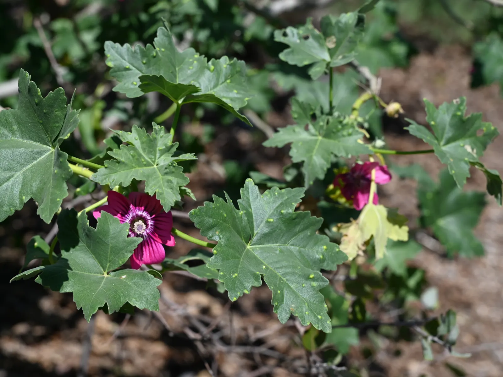 Island Tree Mallow (Lavatera Assurgentiflora) — tall with an equal spread