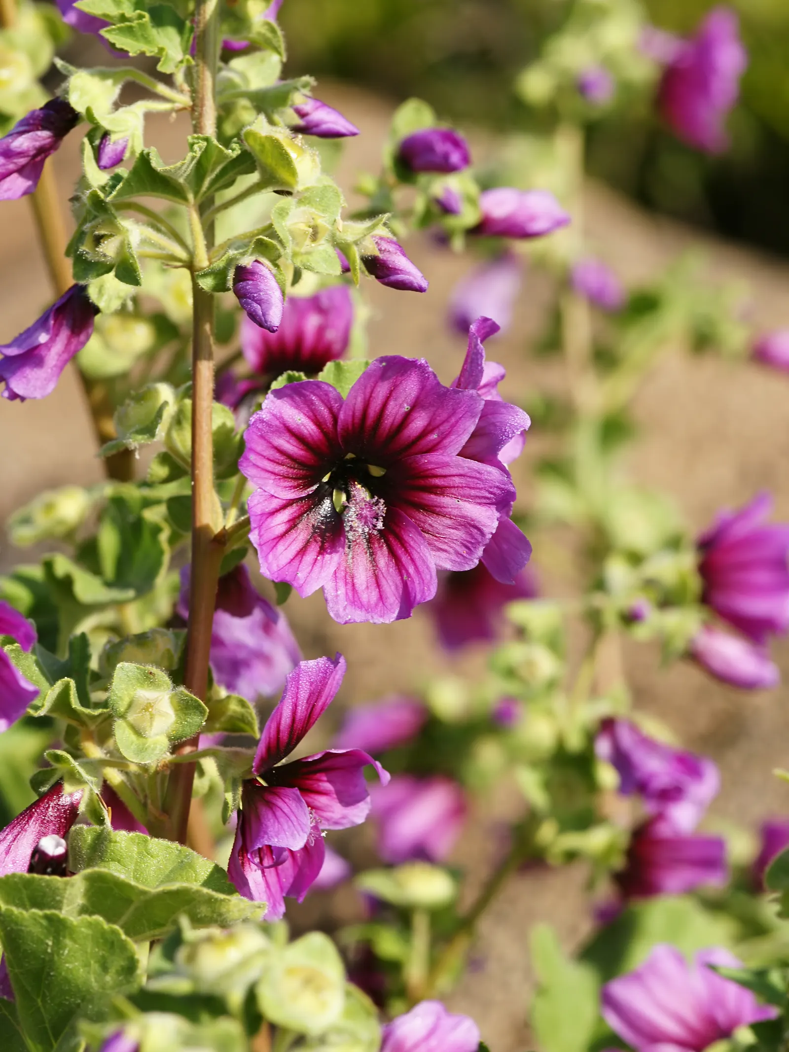 Island Tree Mallow (Lavatera Assurgentiflora) — the plant adorns itself with profuse