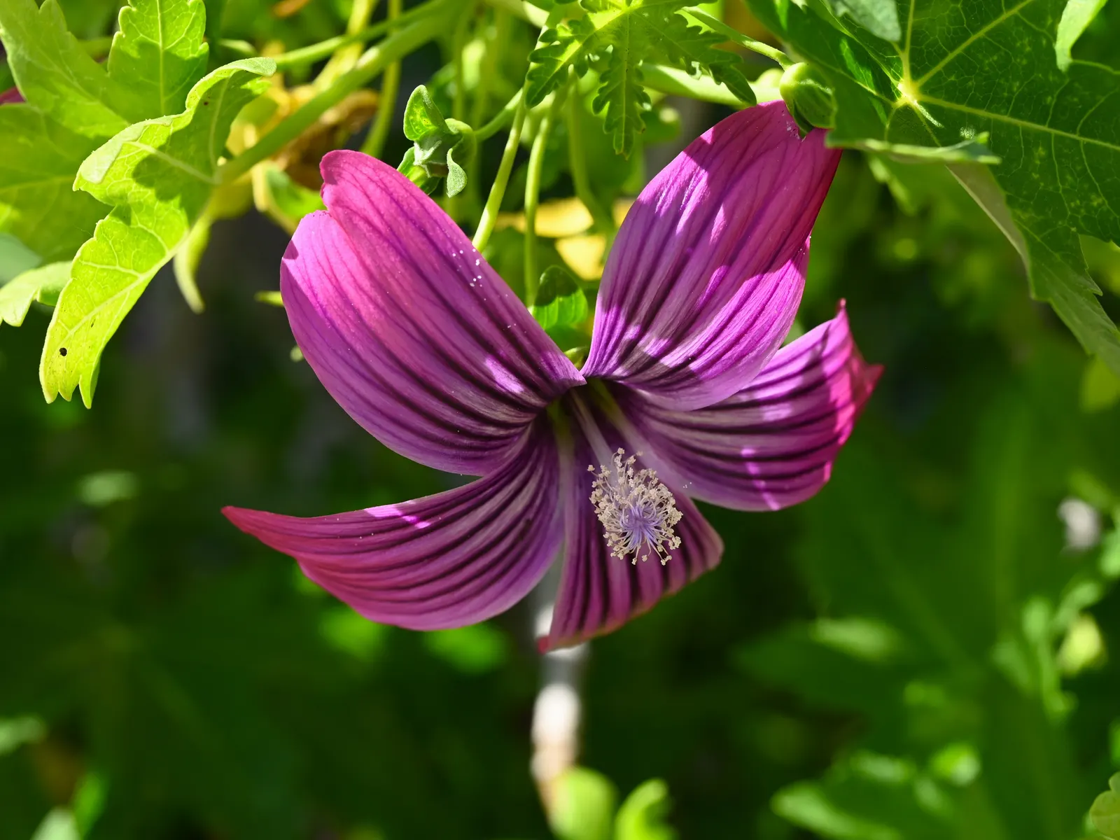 Island Tree Mallow (Lavatera Assurgentiflora) — and attracting hummingbirds and butterflies to the garden.<br><br>Preferring full sun to partial shade