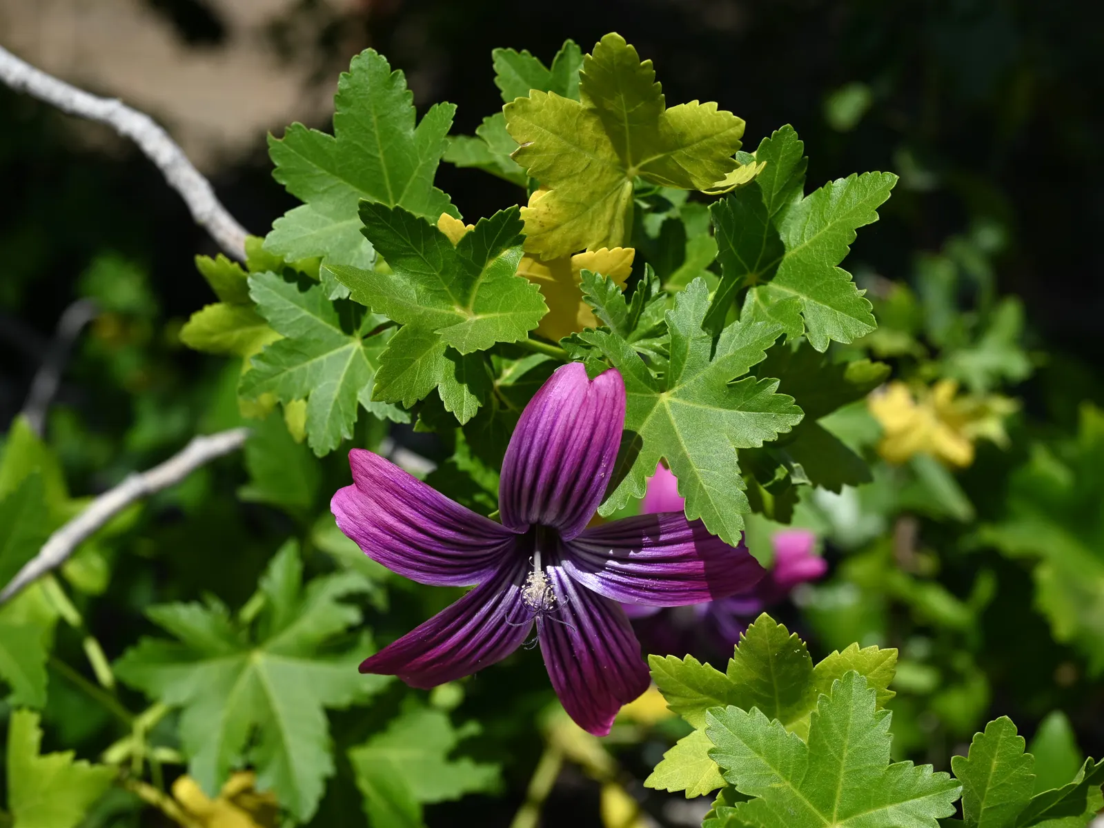 Island Tree Mallow (Lavatera Assurgentiflora) — It requires moderate watering, with more frequent irrigation during extended dry spells