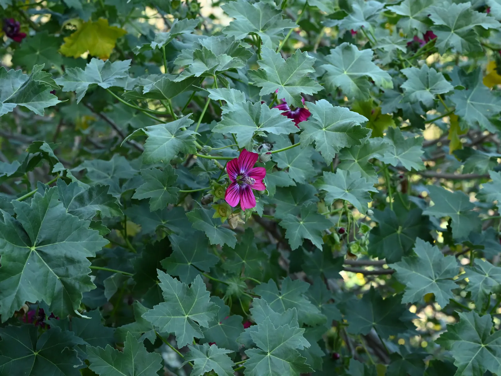 Island Tree Mallow (Lavatera Assurgentiflora) — shrub with pink blooms