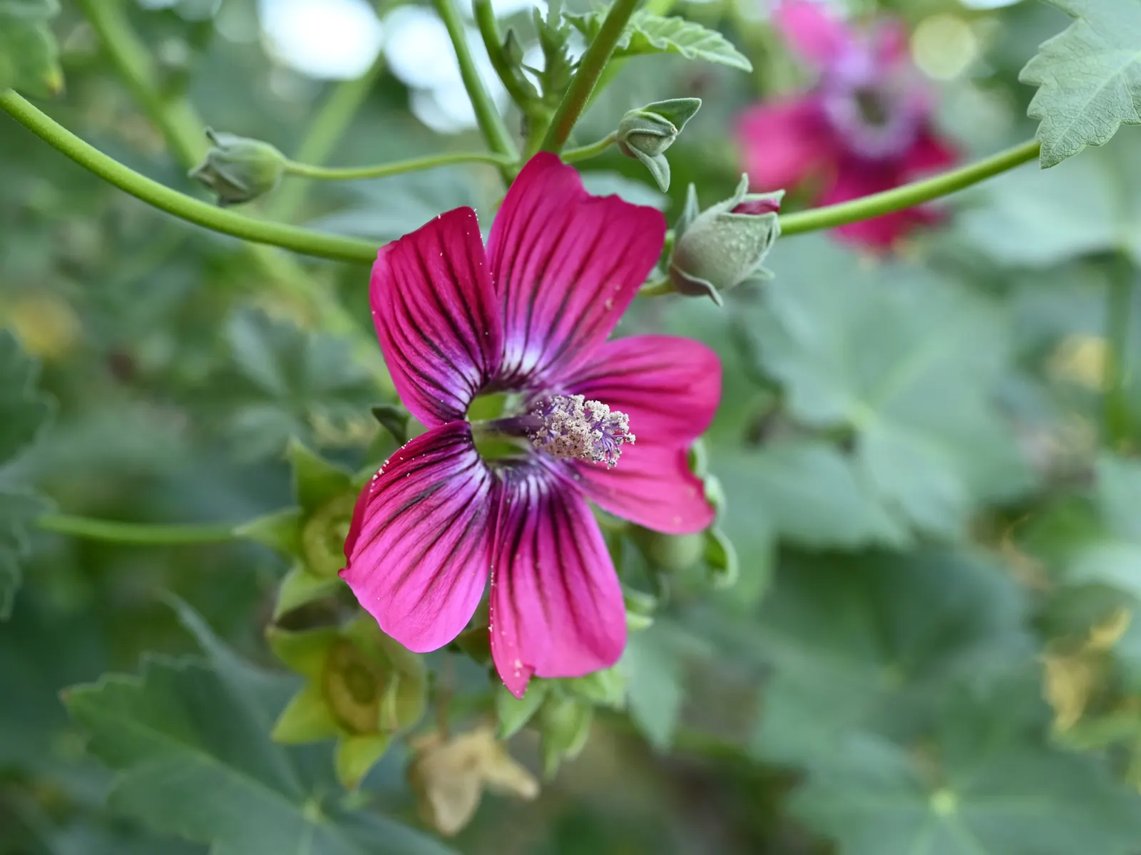 Island Tree Mallow (Lavatera Assurgentiflora) — is a robust perennial shrub reaching 10-15 ft