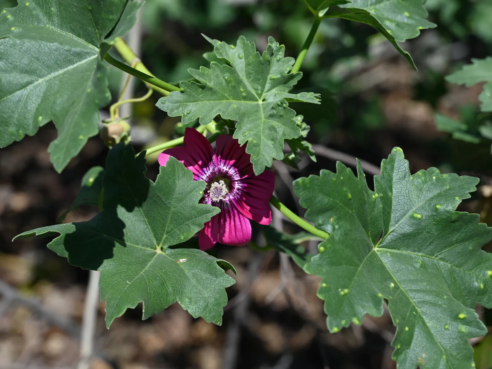 Island Tree Mallow (Lavatera Assurgentiflora) — the Island Tree Mallow is also fairly salt-tolerant
