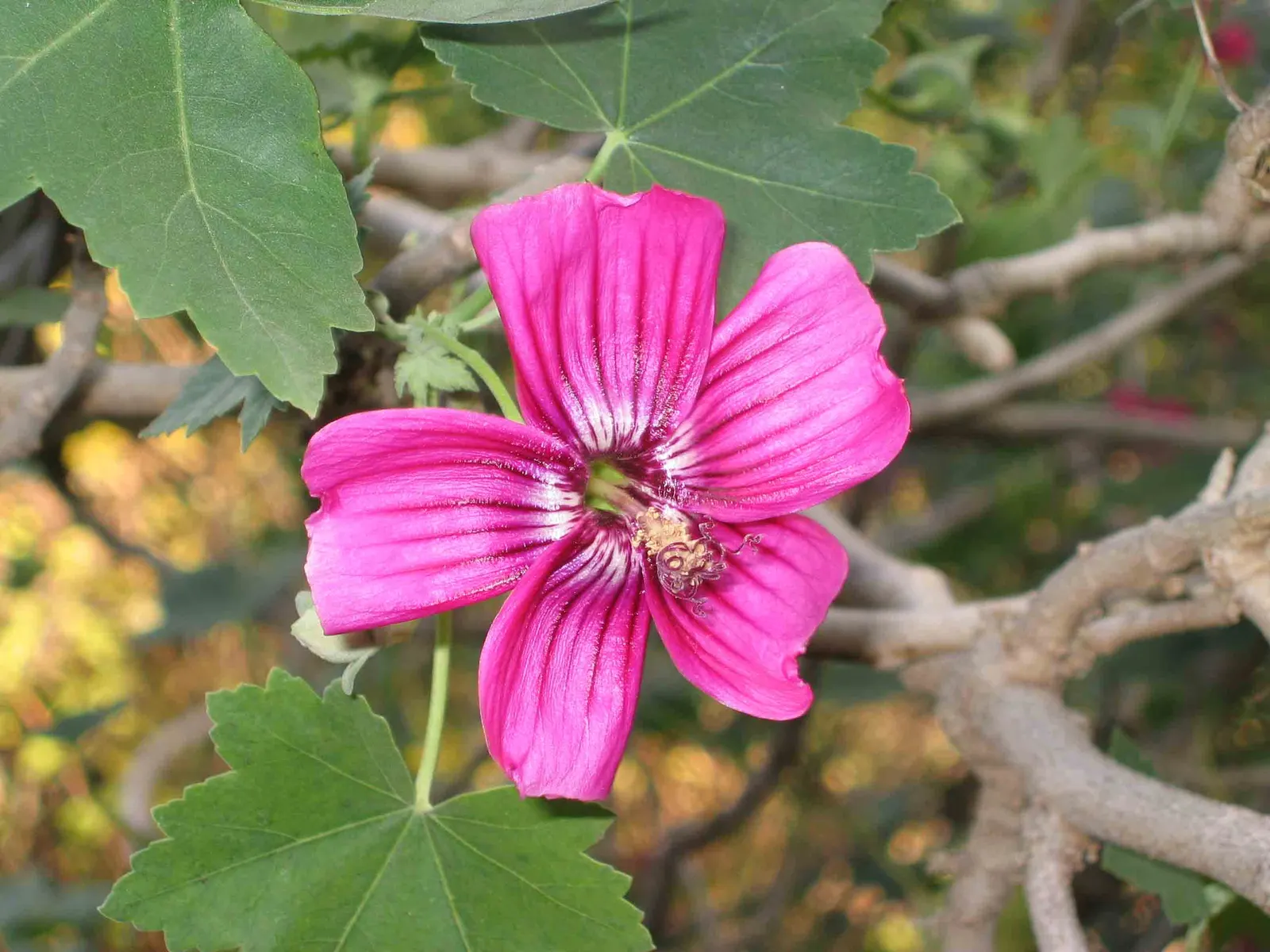Island Tree Mallow (Lavatera Assurgentiflora) — Each bloom spans approximately 2 to 3 inches in diameter