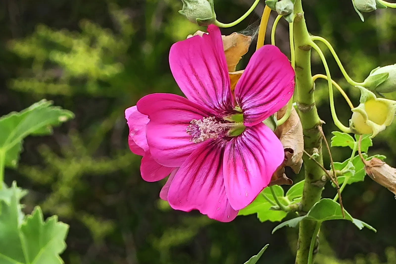 Island Tree Mallow (Lavatera Assurgentiflora) — the Island Tree Mallow establishes an eye-catching