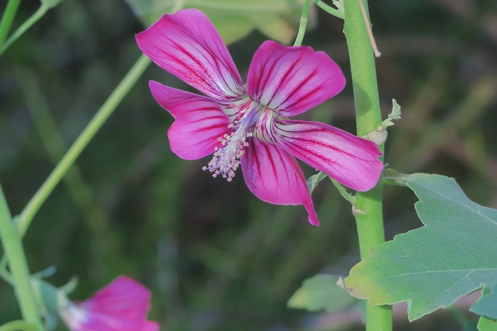 Island Tree Mallow (Lavatera Assurgentiflora) — native to California's Channel Islands