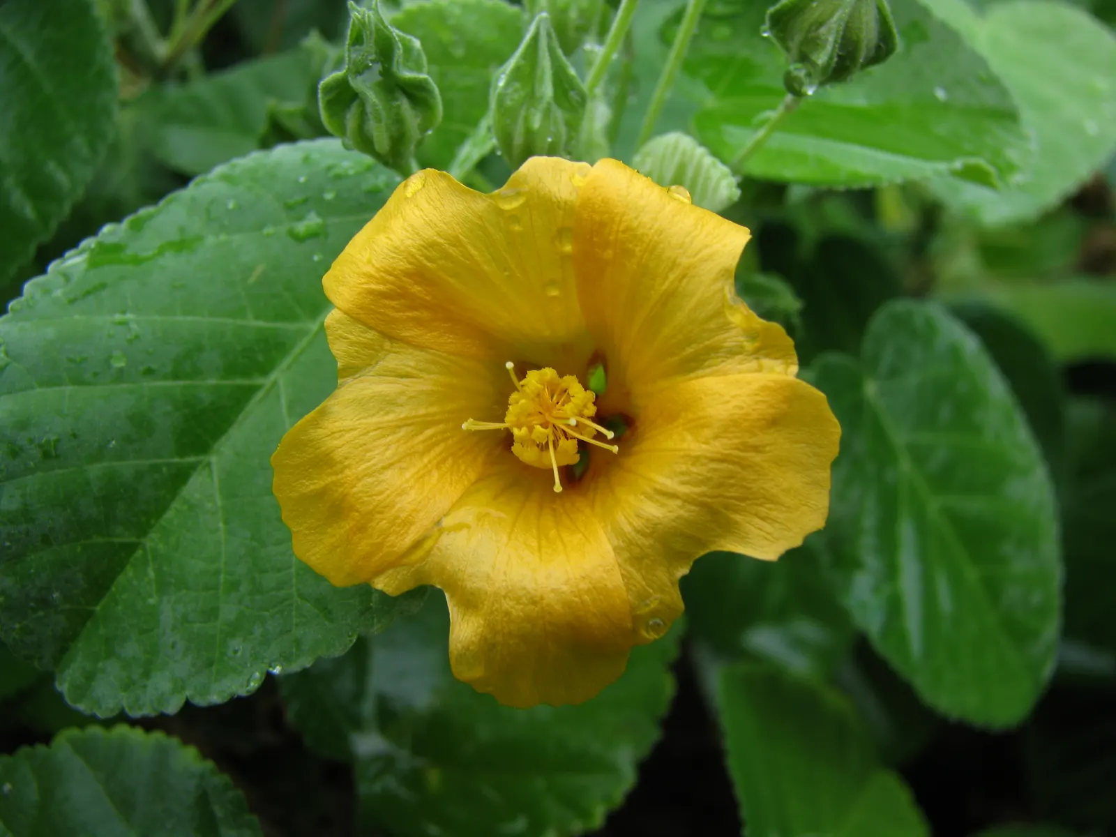 Island Tree Mallow (Lavatera Assurgentiflora) — is a captivating shrub native to the Channel Islands of California