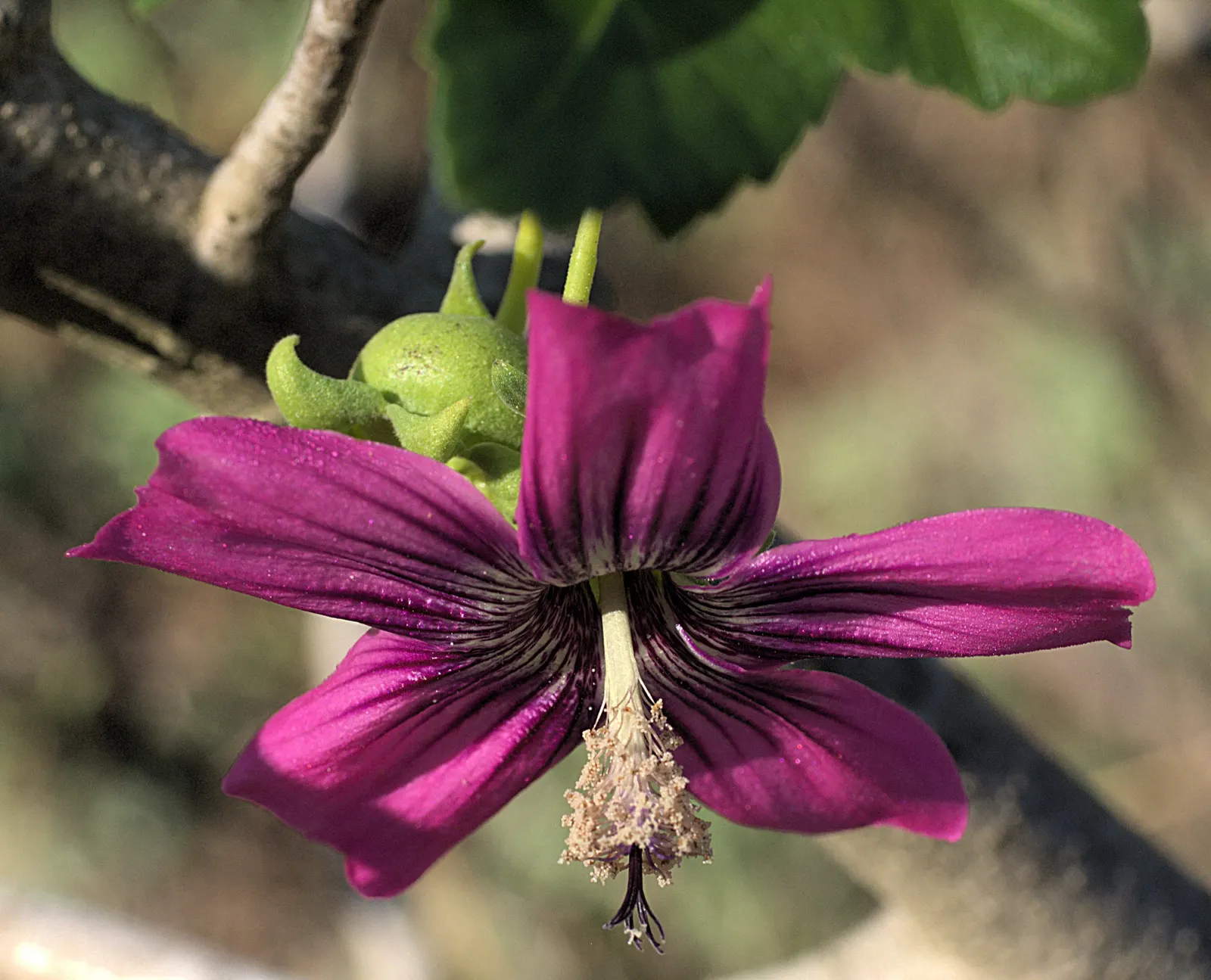 Island Tree Mallow (Lavatera Assurgentiflora) — measuring up to 8 inches across