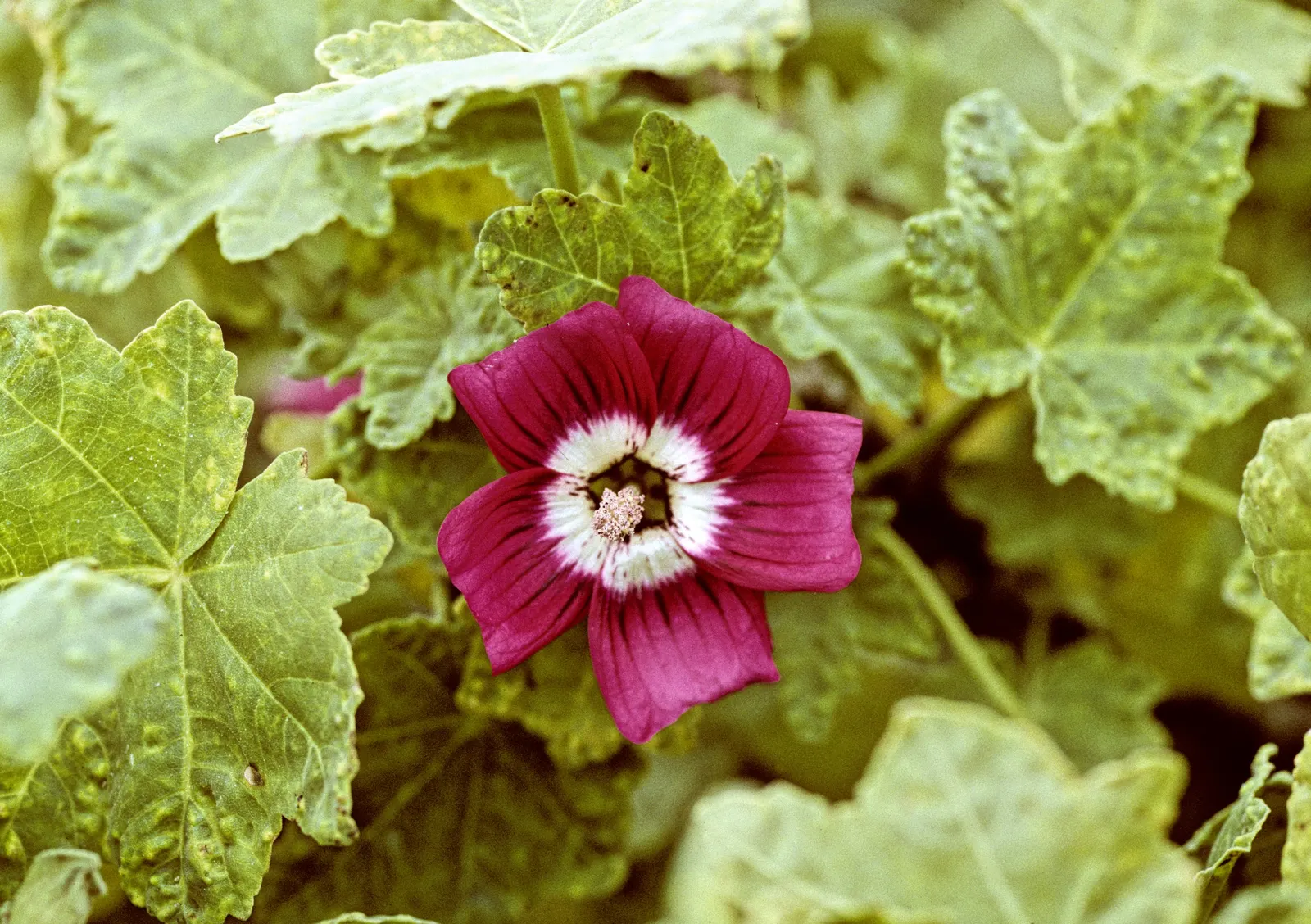Island Tree Mallow (Lavatera Assurgentiflora) — deep pink to lavender blossoms that bloom spring through fall