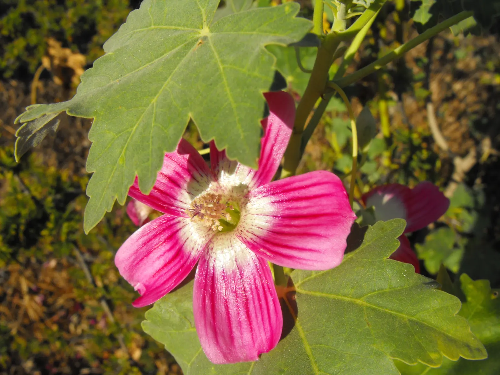 Island Tree Mallow (Lavatera Assurgentiflora) — Preferring full sun, it adapts to various soils and proves drought-tolerant once established