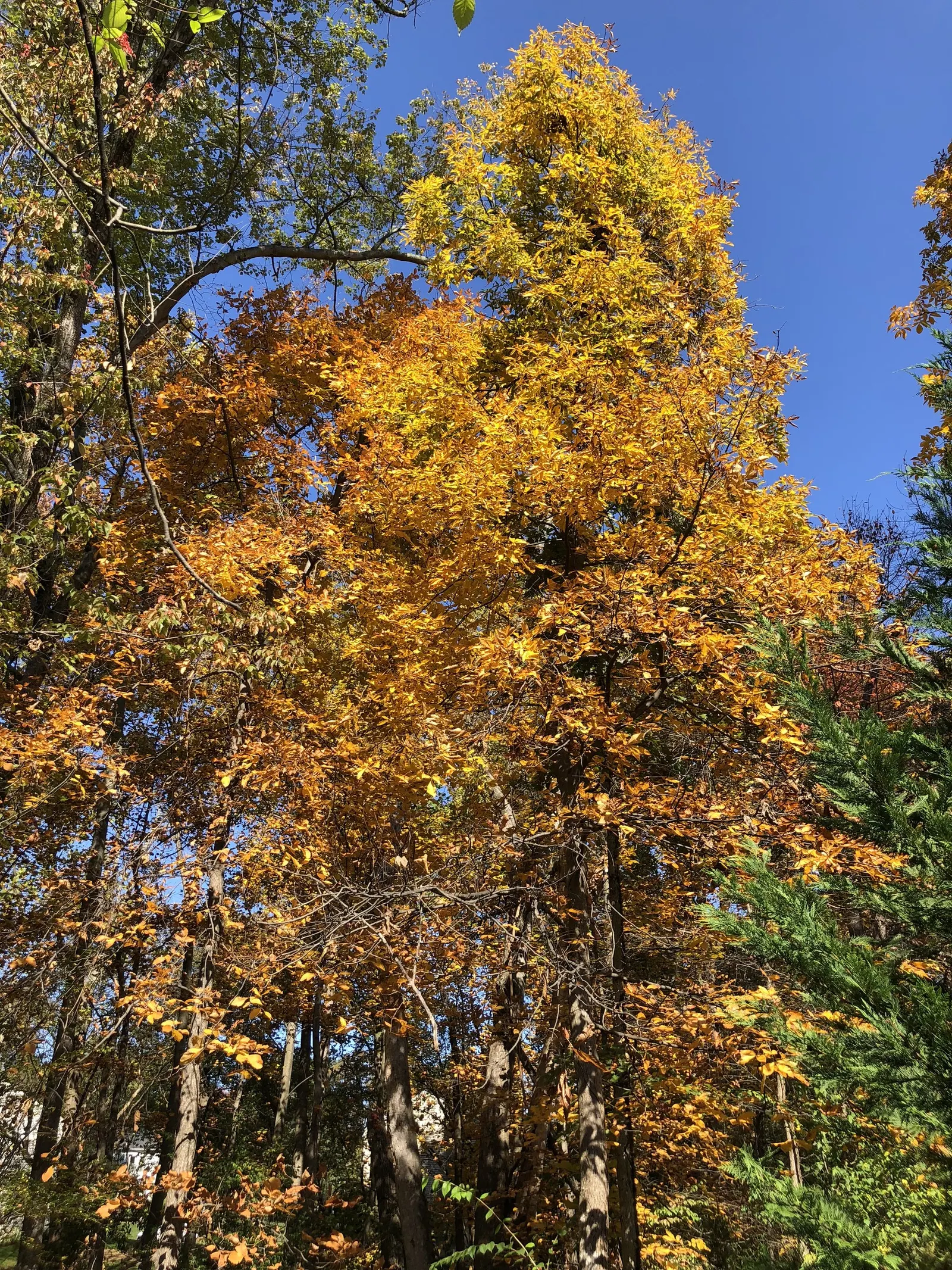 Mockernut (Carya Tomentosa) — requiring minimal additional irrigation