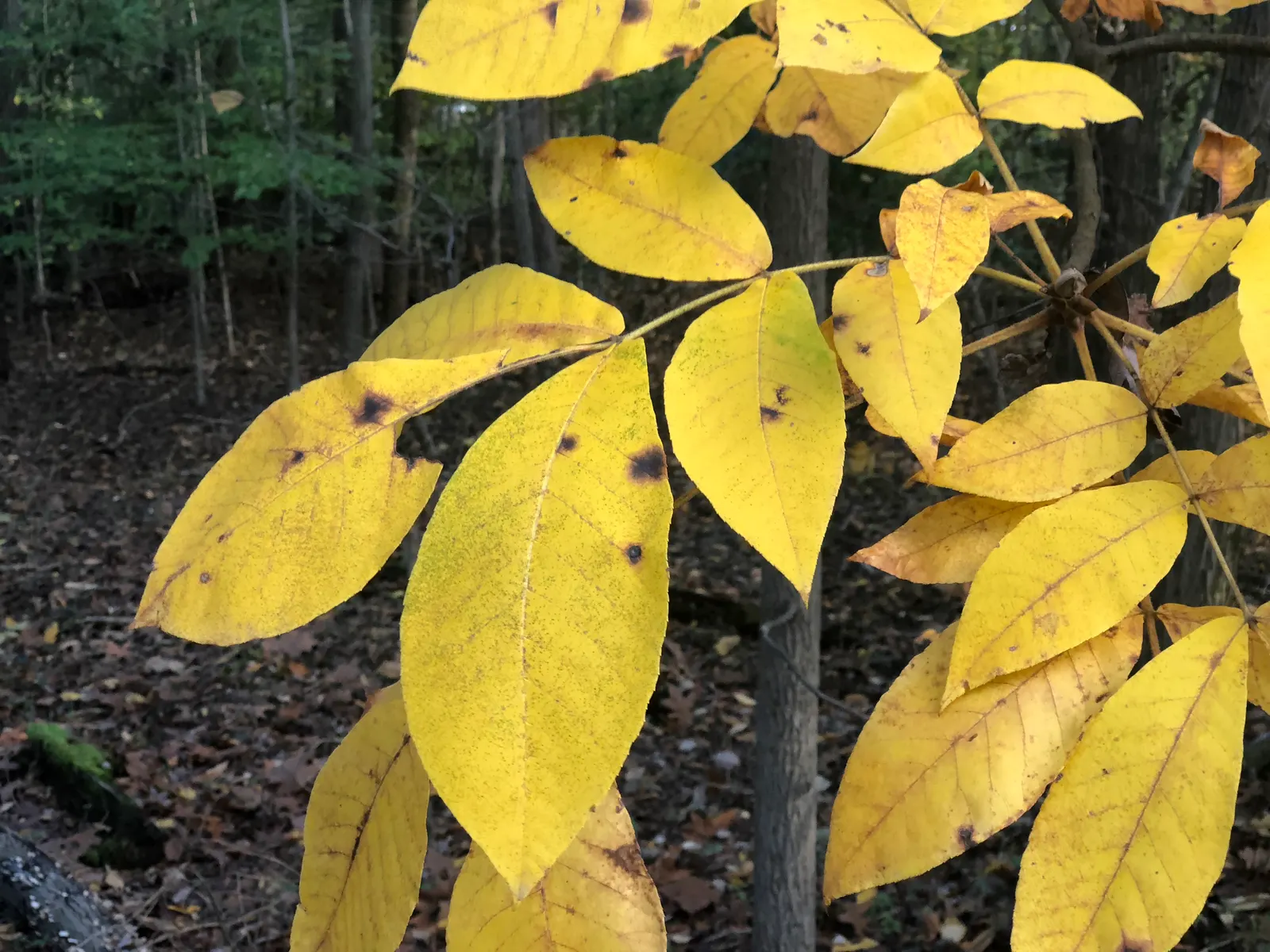 Mockernut (Carya Tomentosa) — Its growth habit presents a rounded; tree for full or half