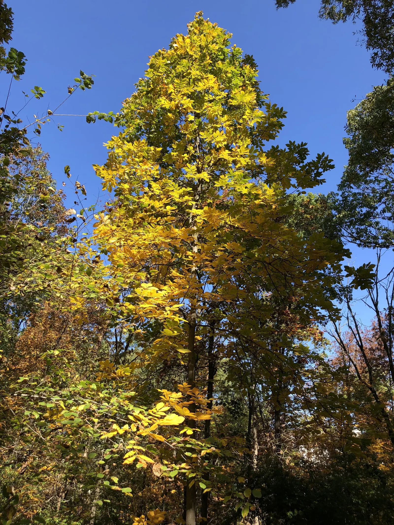 Mockernut (Carya Tomentosa) — Hardy in zones 5-9, it is drought-resistant once established, providing valuable wildlife sustenance; its growth habit presents a