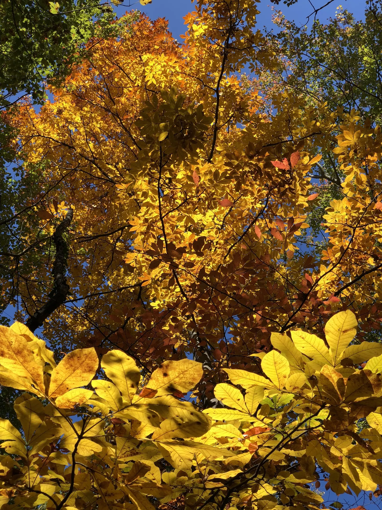 Mockernut (Carya Tomentosa) — is a robust deciduous tree; in spring, yellow-green catkins complement compound leaves that turn golden in fall