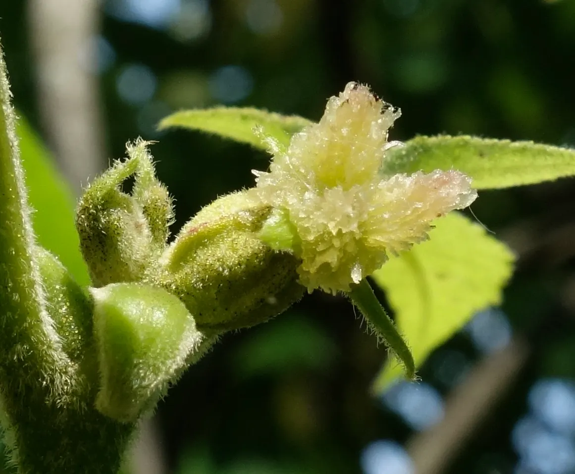 Mockernut (Carya Tomentosa) — This slow-growing, long-lived tree prefers well-drained soil, in full sun to partial shade, image 32