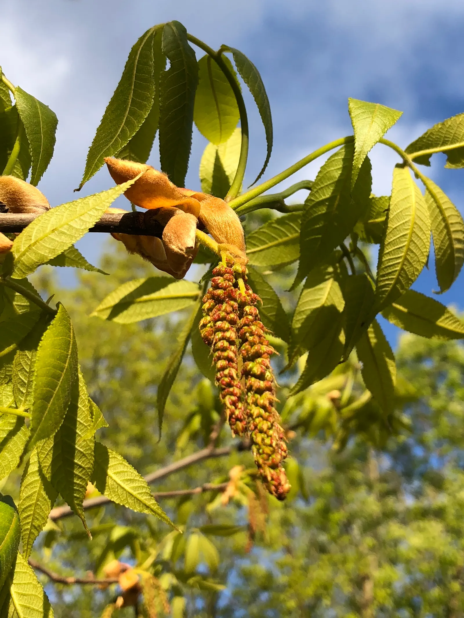 Mockernut (Carya Tomentosa) — which vary from 8 to 12 inches in length