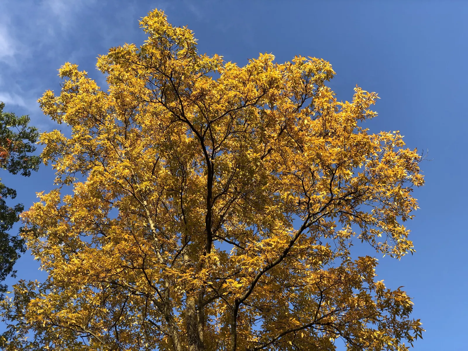 Mockernut (Carya Tomentosa) — spreading crown full of dense foliage