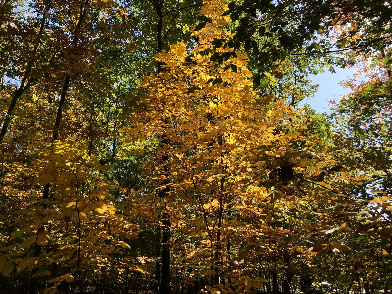 Mockernut (Carya Tomentosa) — It boasts a dense, rounded crown and sturdy, furrowed bark