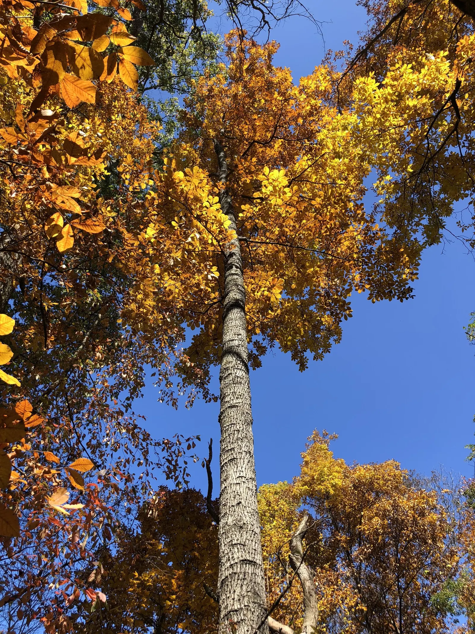 Mockernut (Carya Tomentosa) — growing 50-60 ft tall with a spread of 20-30 ft