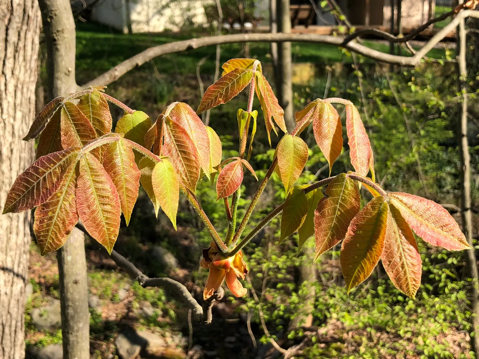 Mockernut (Carya Tomentosa) — tree for full or half