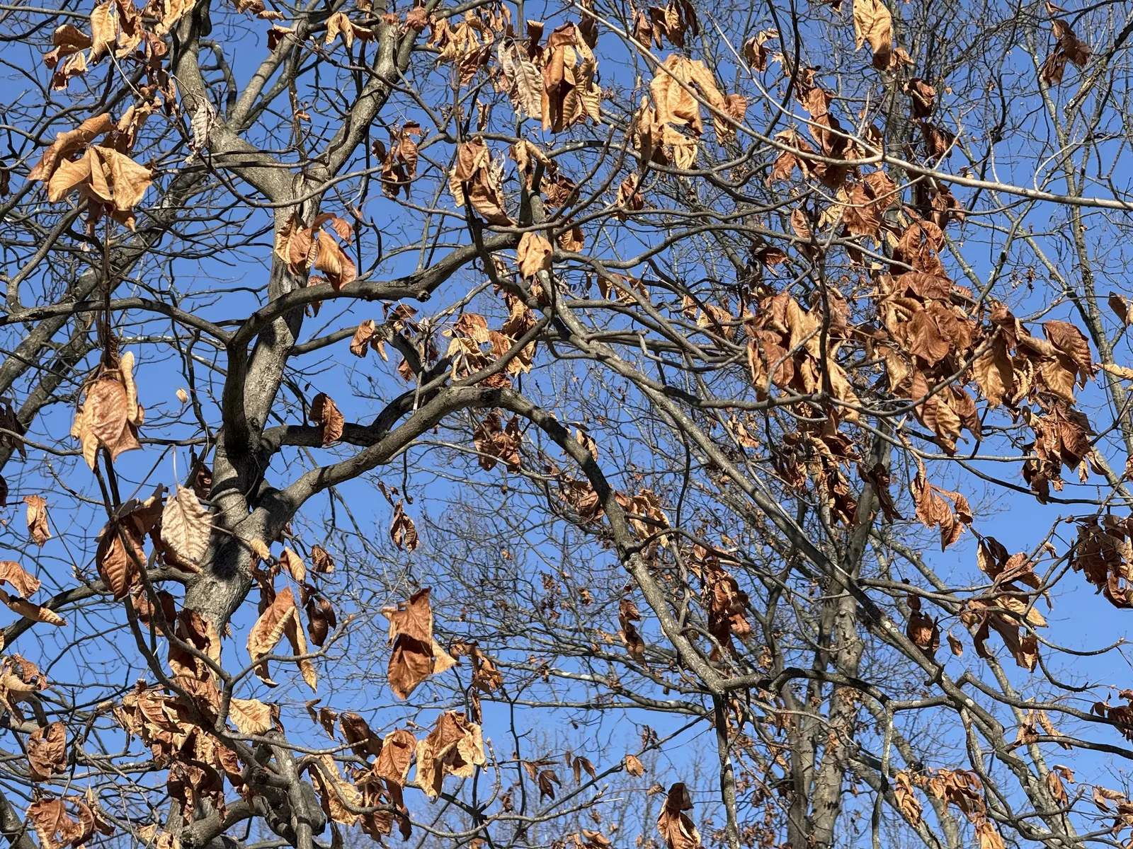 Mockernut (Carya Tomentosa) — This lofty tree reaches impressive heights typically ranging from 50 to 60 feet; hardy in zones 5-9, it is drought-resistant once