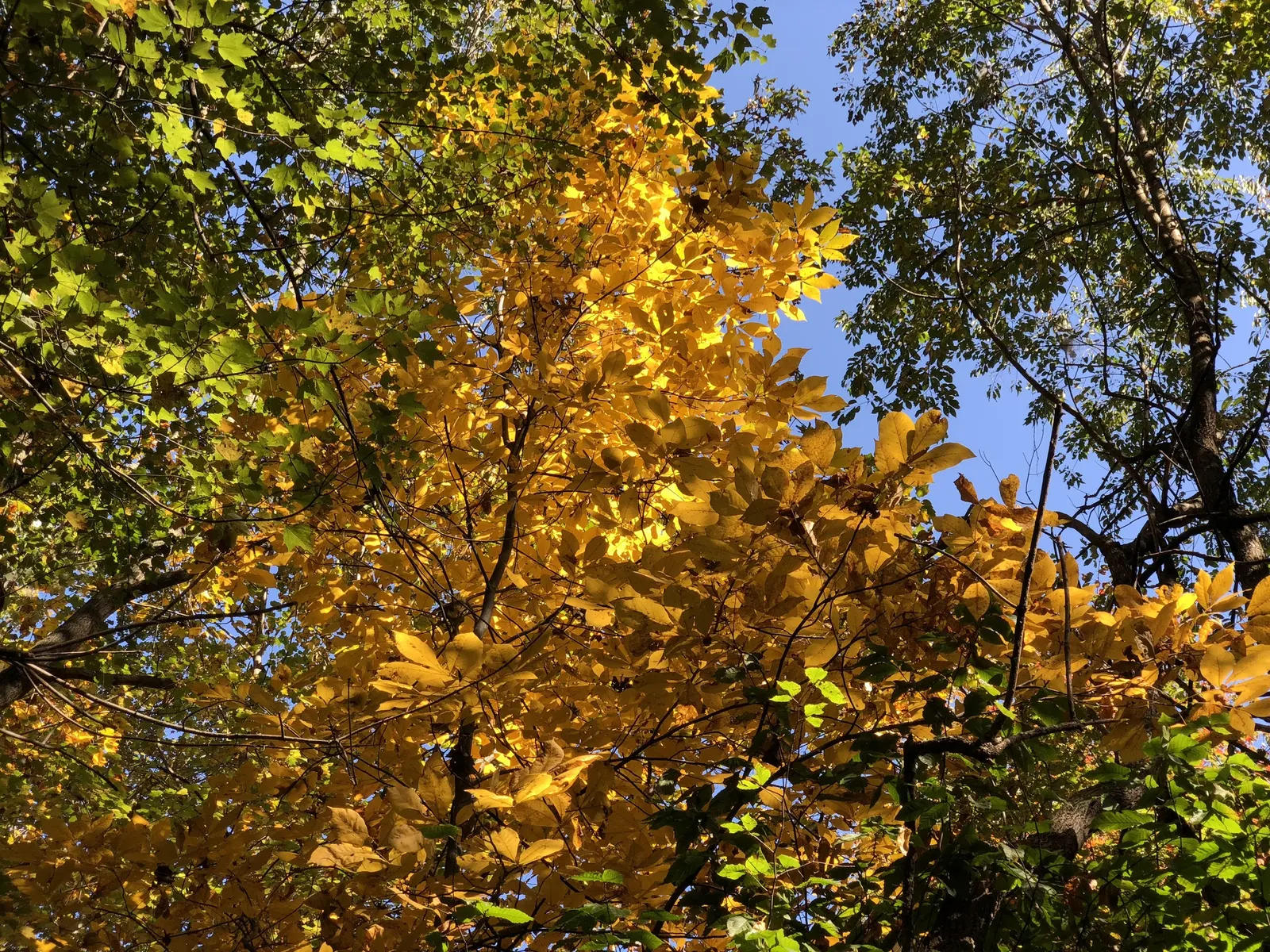 Mockernut (Carya Tomentosa) — Although the nuts are difficult to crack