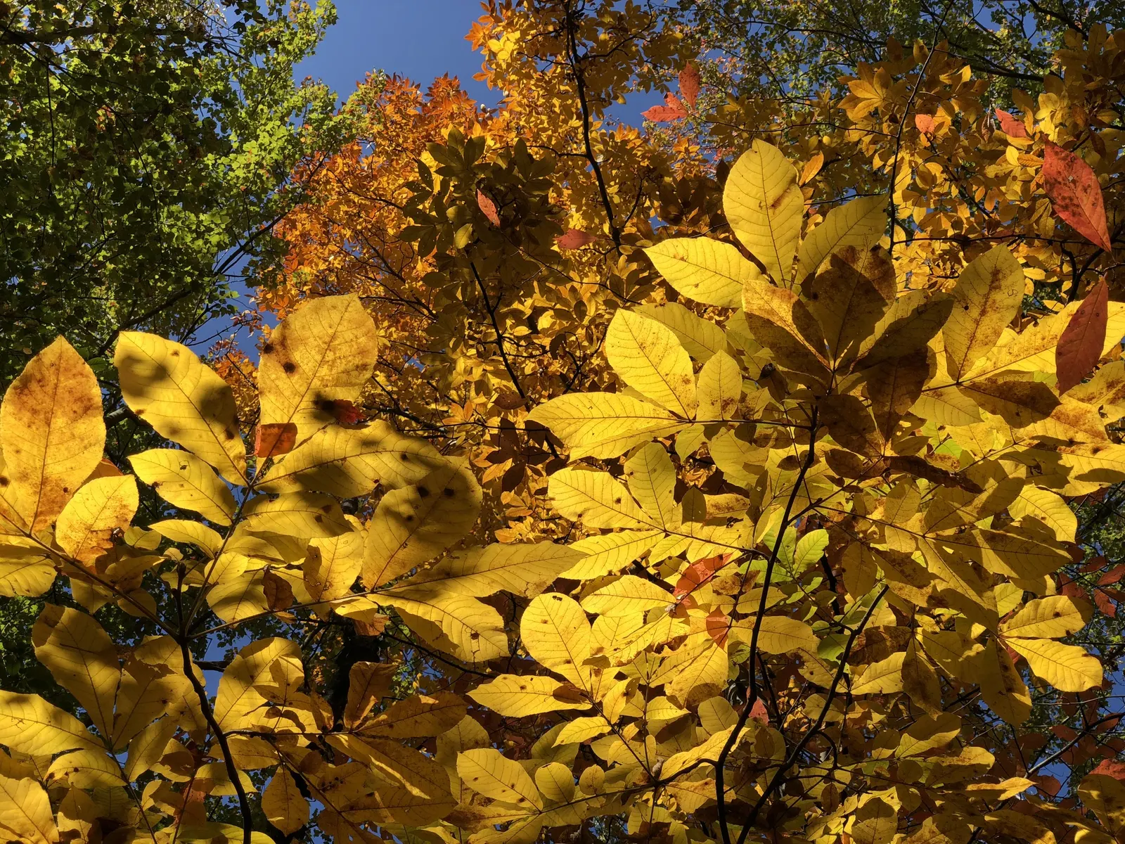 Mockernut (Carya Tomentosa) — it demonstrates good drought tolerance once established
