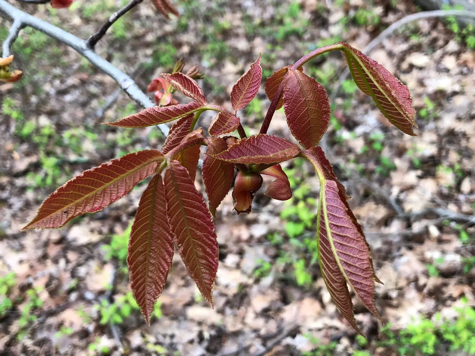 Mockernut (Carya Tomentosa) — Hardy in USDA zones 4 through 9