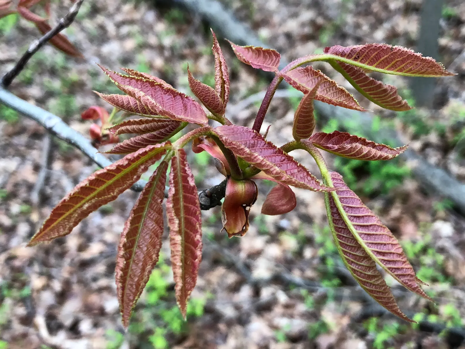 Mockernut (Carya Tomentosa) — thriving best in full sunlight and well-drained soils