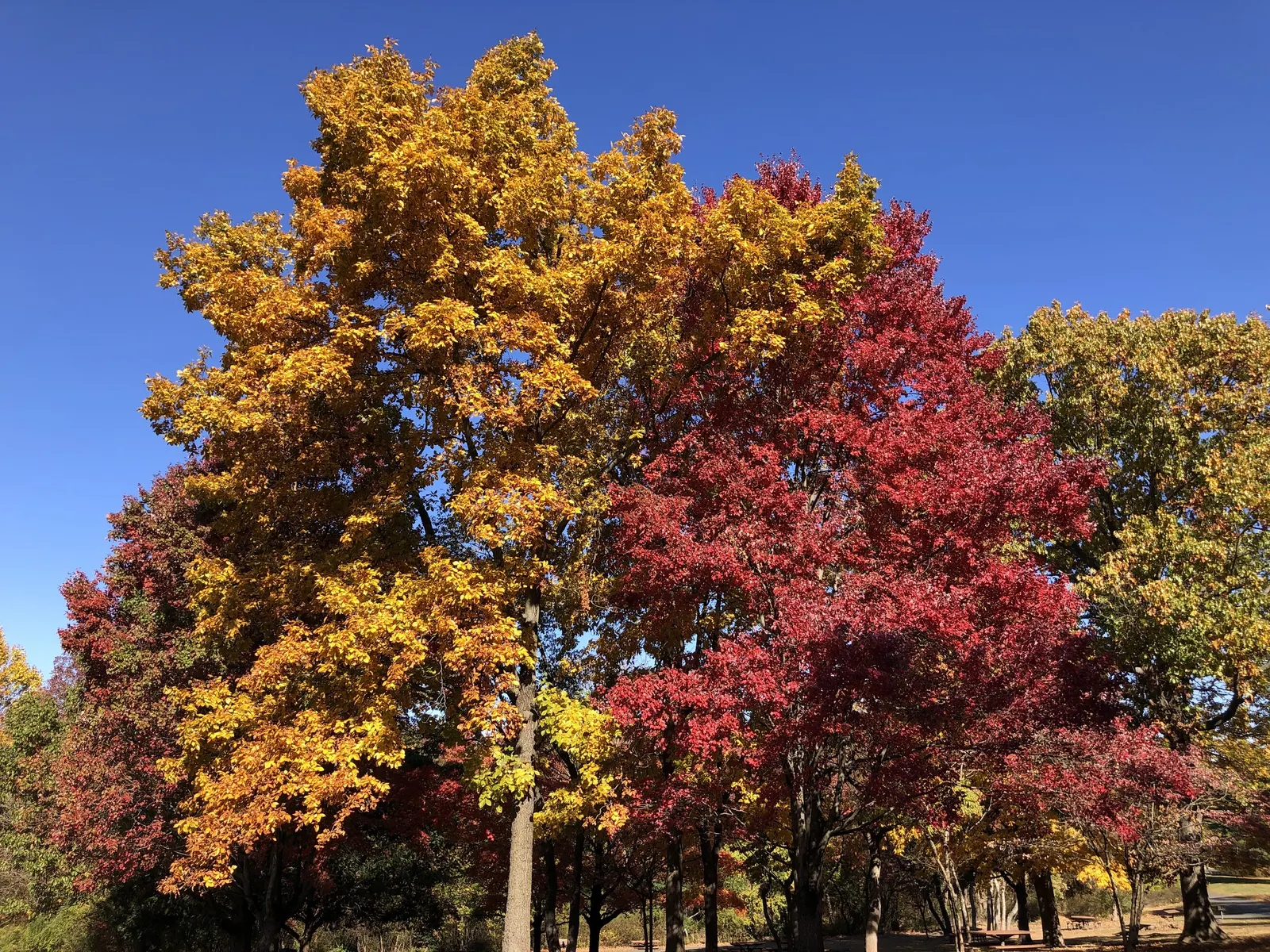 Mockernut (Carya Tomentosa) — This slow-growing, long-lived tree prefers well-drained soil, in full sun to partial shade