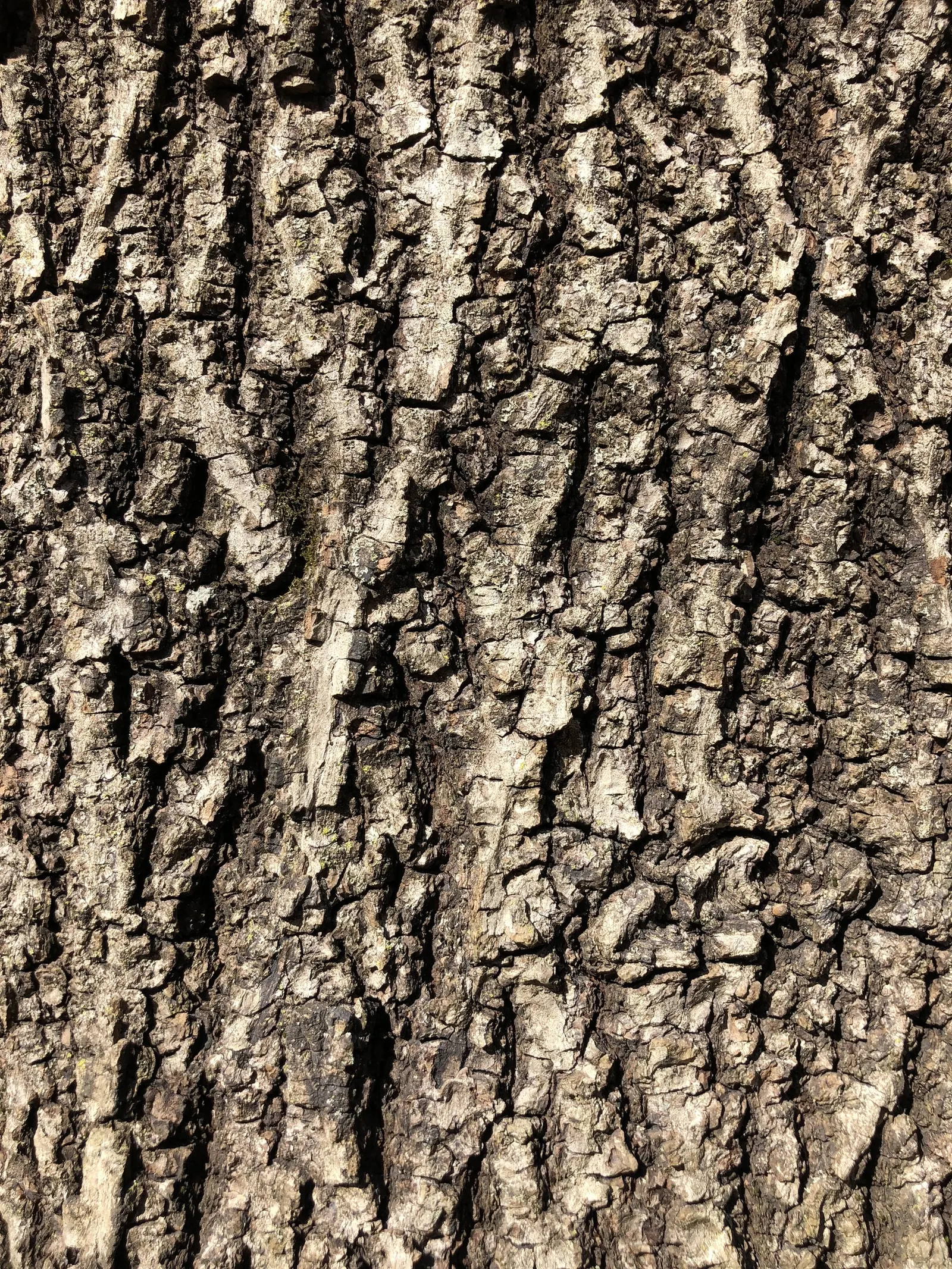 Mockernut (Carya Tomentosa) — growing 50-60 ft tall with a spread of 20-30 ft; providing expansive canopy coverage that spans approximately 30 to 40 feet in