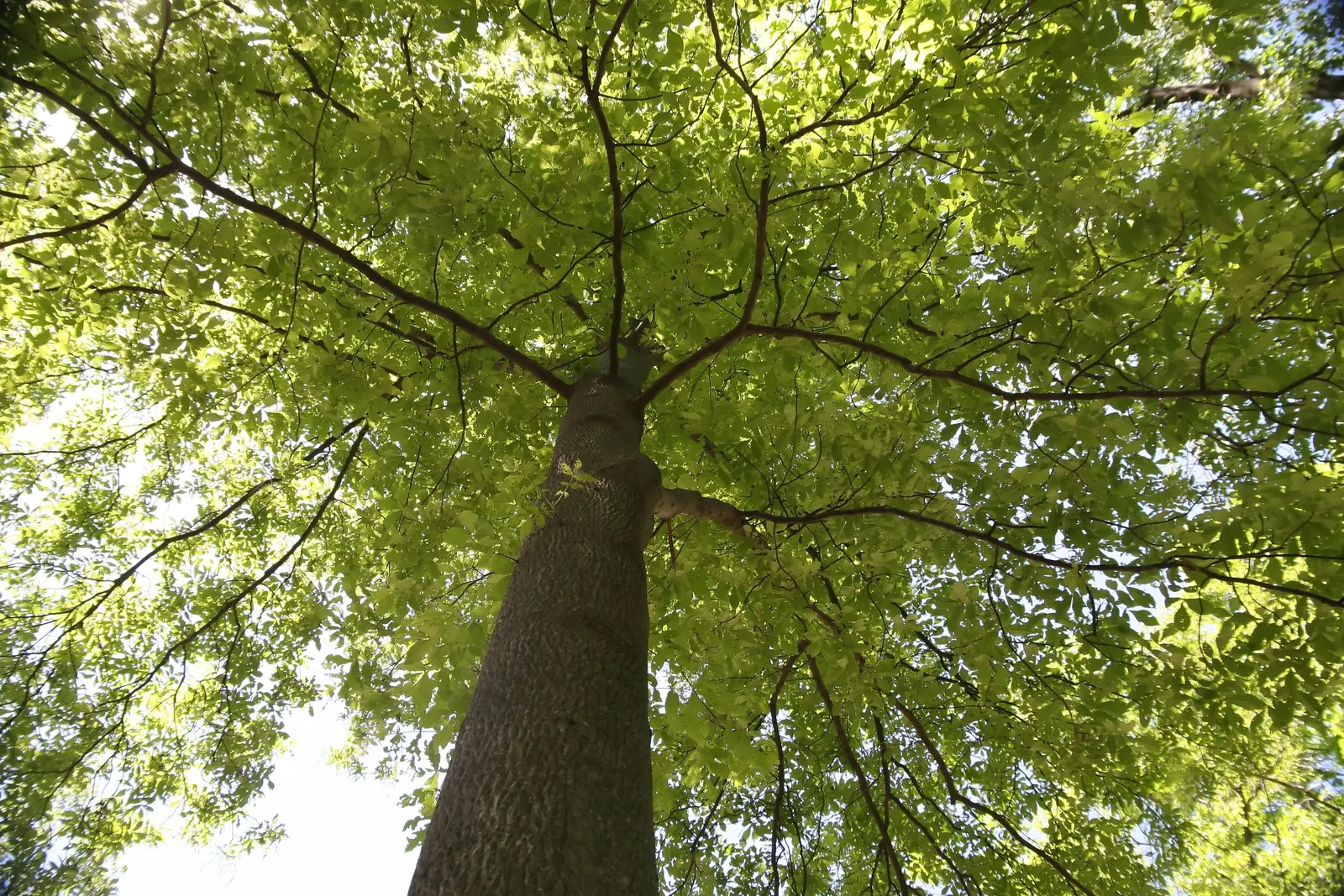 Mockernut (Carya Tomentosa) — In spring, yellow-green catkins complement compound leaves that turn golden in fall; it demonstrates good drought tolerance once