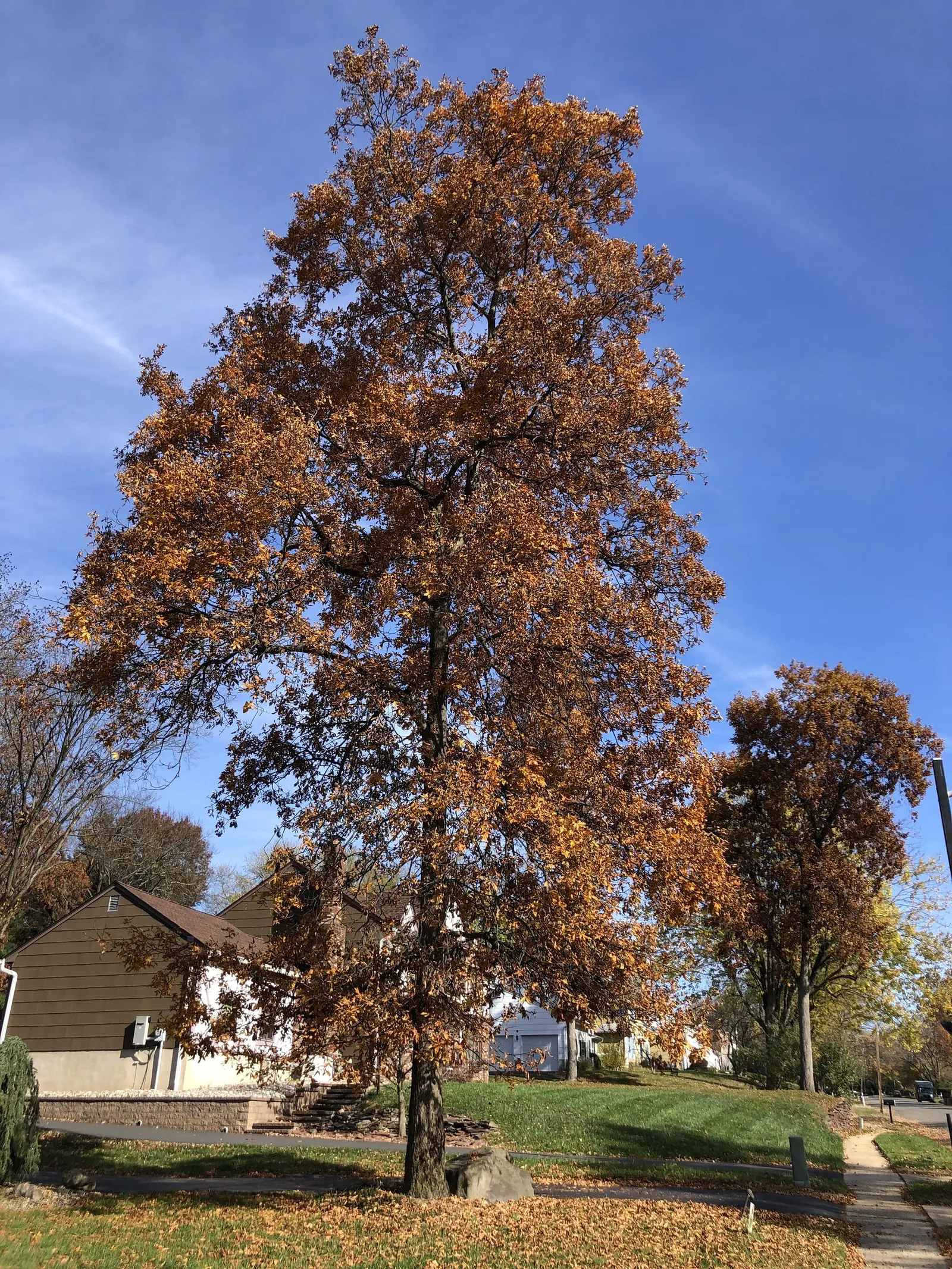 Mockernut (Carya Tomentosa) — including squirrels and birds